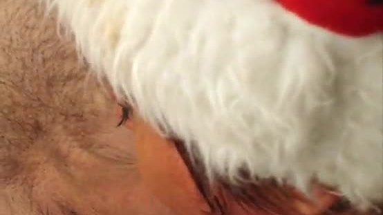 Santas cock