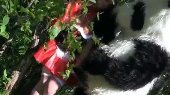 Little red riding hood fucking with panda in the wood