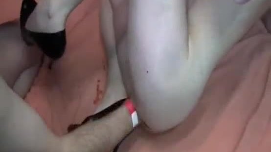 Gang bang double fisting and anal fucked teen